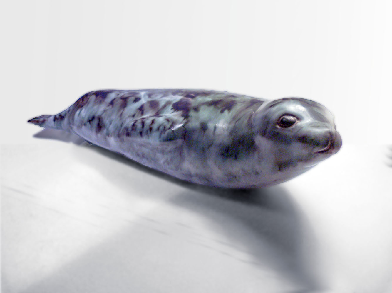 Antarctic Seal - Image 4